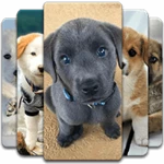 Logo of Puppy Wallpaper android Application 