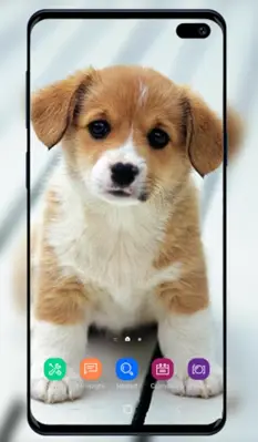 Puppy Wallpaper android App screenshot 5